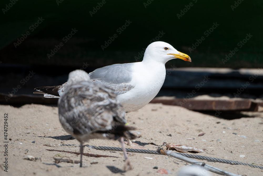 Obraz premium seagull