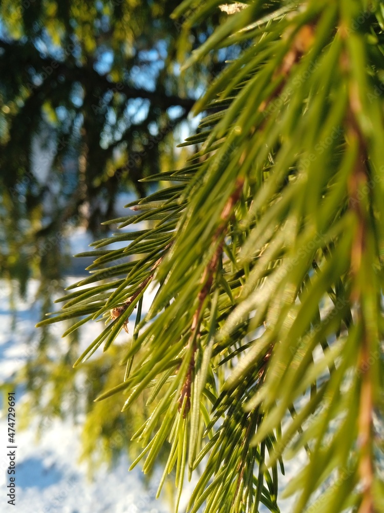 Fototapeta premium branches of a pine
