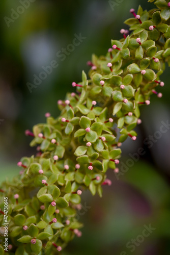 Macro Photo of small pink flower buds
