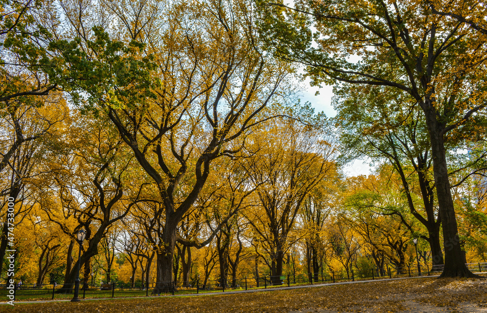 Fototapeta premium Beautiful leaf colors and trees composed with tranquil nature.