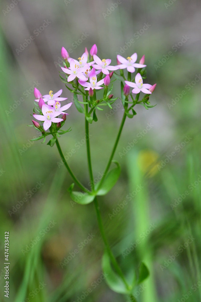 Obraz premium Tausendgüldenkraut