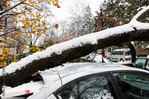 Tree fell on the car and crushed it due to heavy snow storm