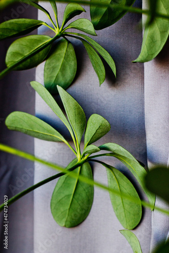 Green leafy plant with grey background