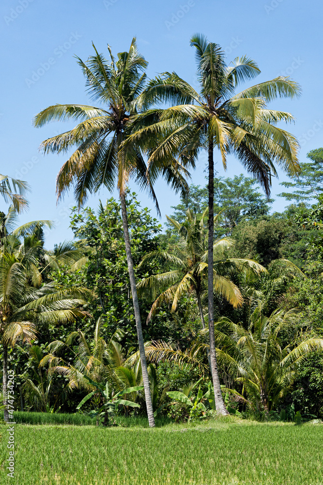 Coconut trees behind rice paddy
