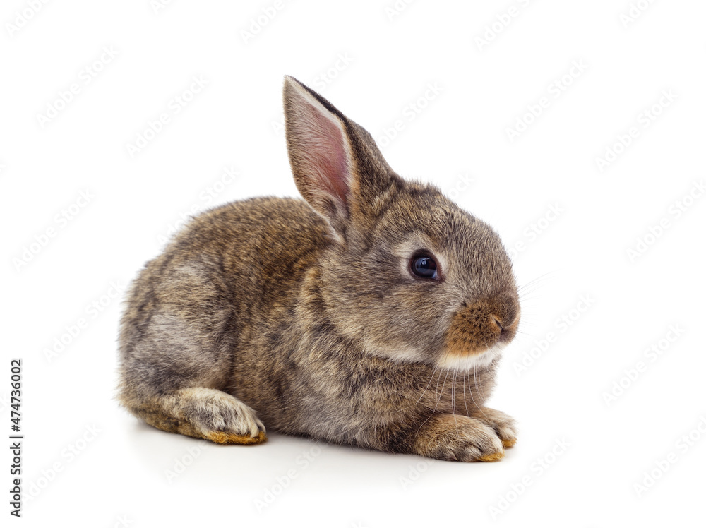 Little gray rabbit is lying. Little gray rabbit is lying.