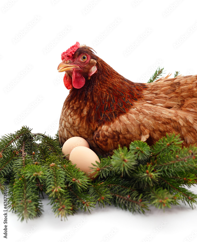 Brown chicken with a Christmas tree branch with eggs.