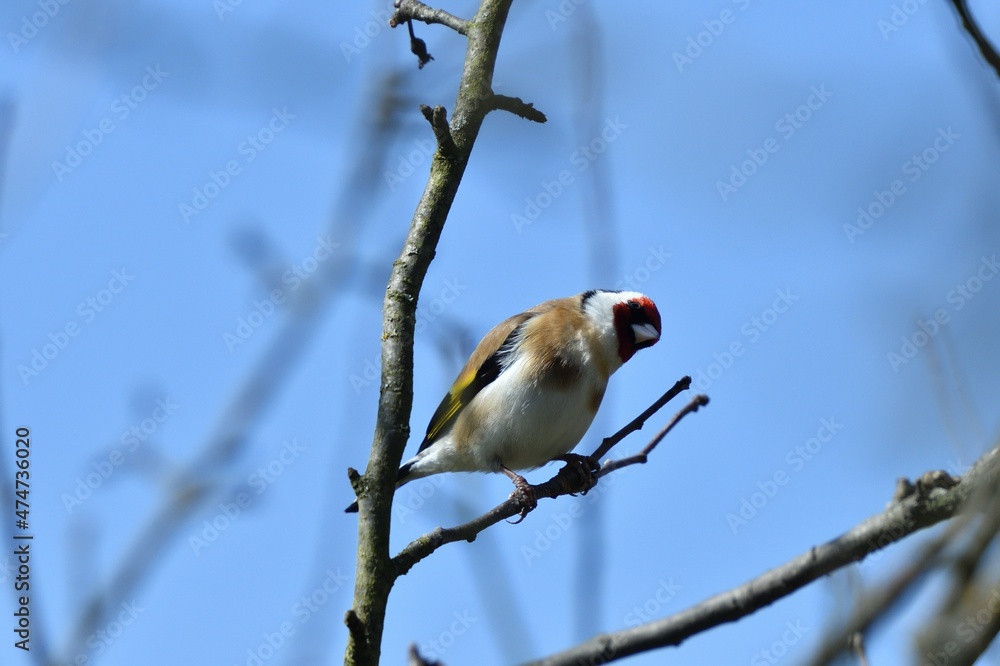 The European goldfinch sitting on the tree branch in cloudy winter snow The European goldfinch sitting on the tree branch in cloudy winter snow