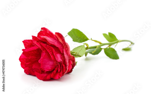 Beautiful red rose.