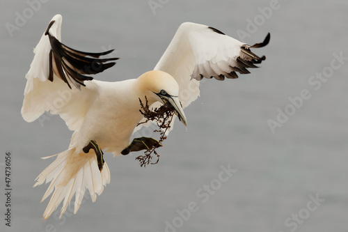 Northern Gannet