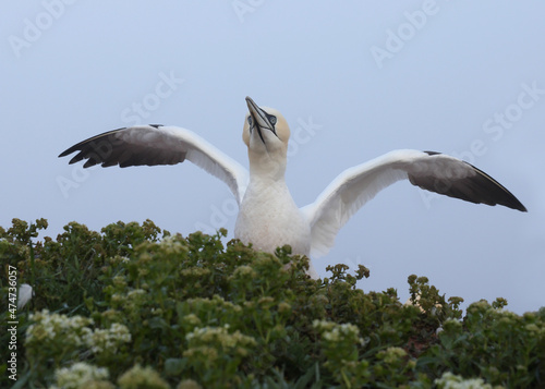 Northern Gannet