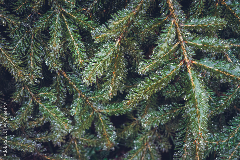 Frozen coniferous branches were eaten in winter.