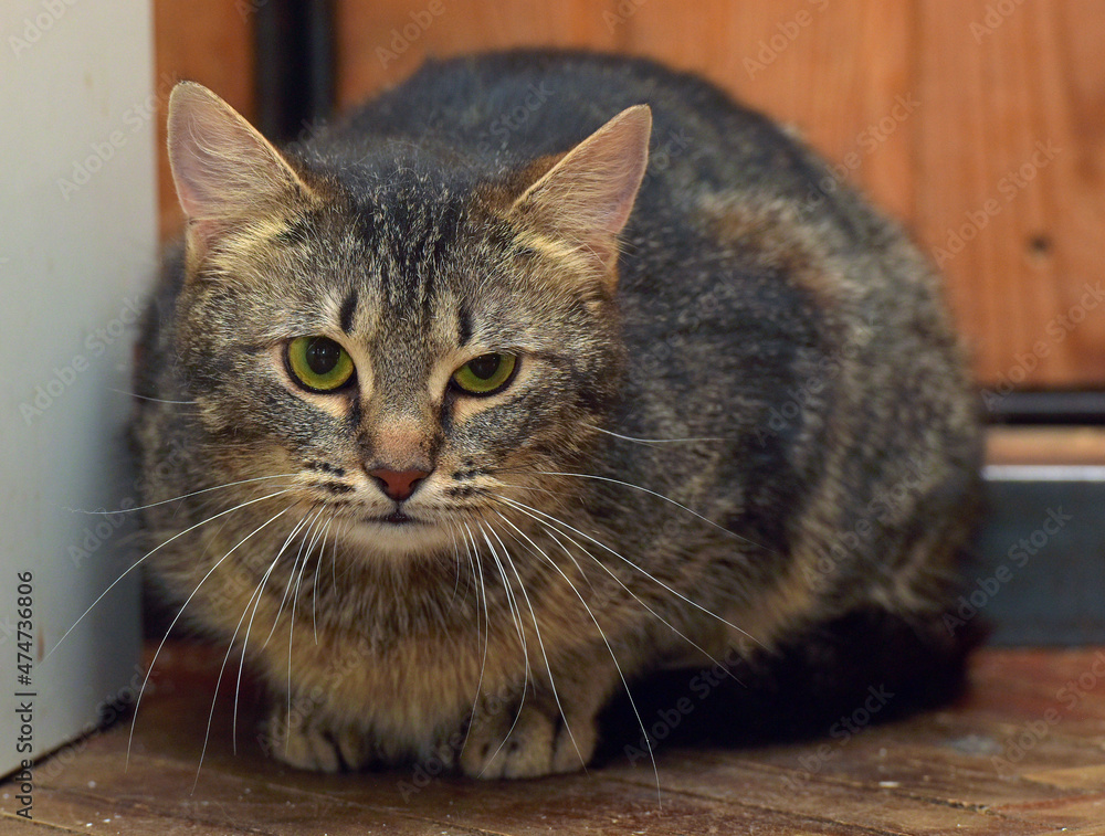 brown cat sitting on the wooden floor