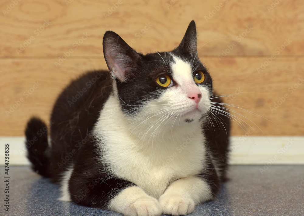 black and white european shorthair cat with orange eyes black and white european shorthair cat with orange eyes