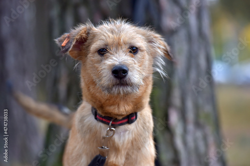 brown dog mestizo terrier at animal shelter © Evdoha