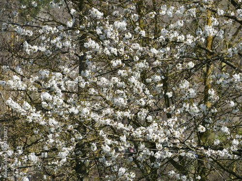 Pretty white blossom buds at the beginning of spring