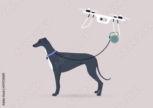 A flying drone copter walking a greyhound dog, new technologies in daily life, modern lifestyle concept