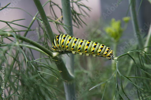 Black Swallowtail Caterpillar on Dill Plant