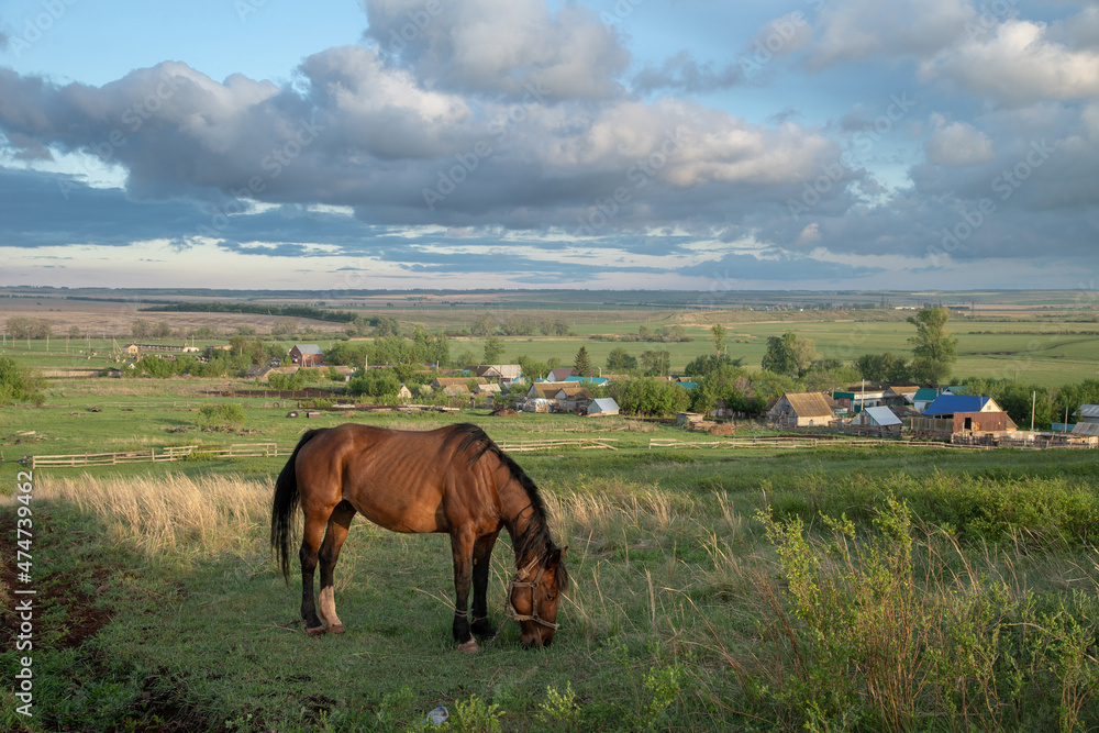 Horse grazing on the hill against the background of the cloudy sky.