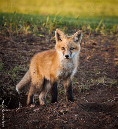 Fox Kit by Den © Dennis Laughlin