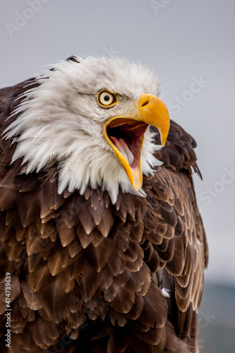 Canvas Print screeching eagle