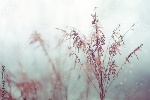 Vintage dry flowers closeup. Aesthetic toned nature landscape background. Winter design viewphoto © depiano