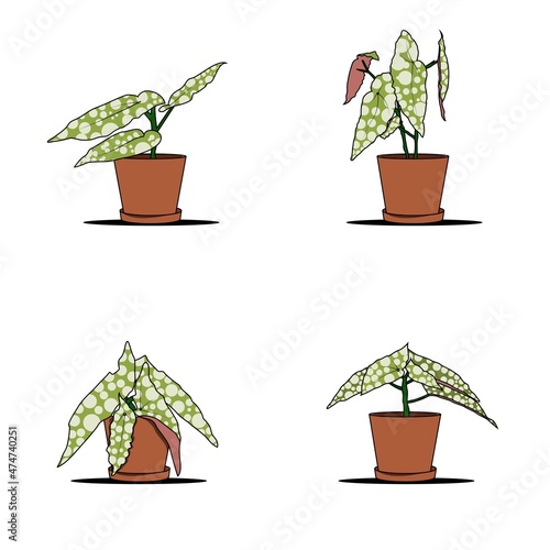 Begonia white ice plant vector illustration, modern design with contemporary colors