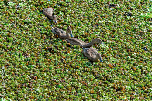 Female and grown-up ducklings of Rosy-billed Pochard (Netta peposaca) in pond overgrown with Giant Salvinia (Salvinia molesta) in park, Buenos Aires, Argentina