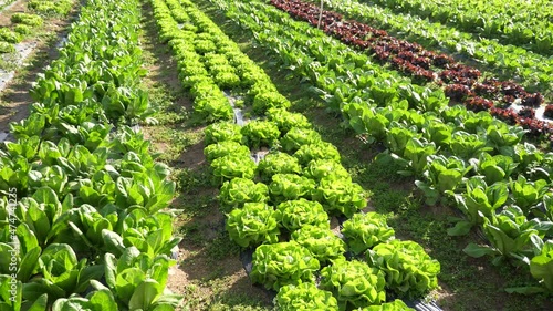 Geen chard growing in rows in a field on a vegetable farm. High quality 4k footage photo