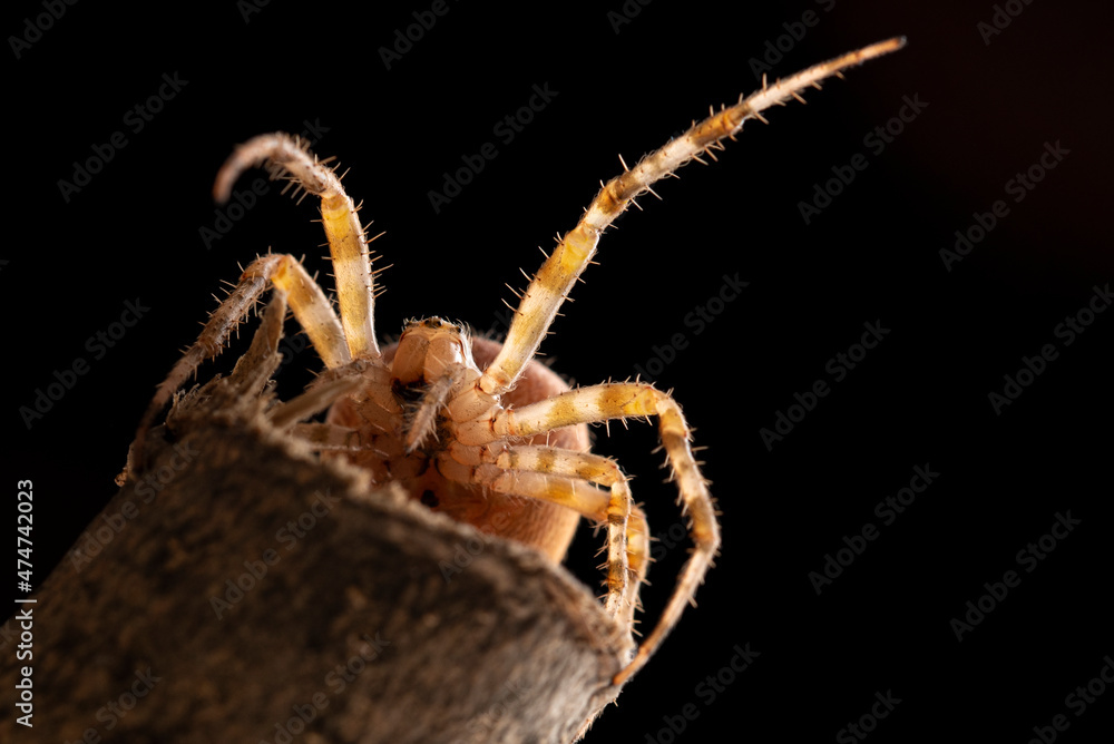 Fototapeta premium Spider on branch