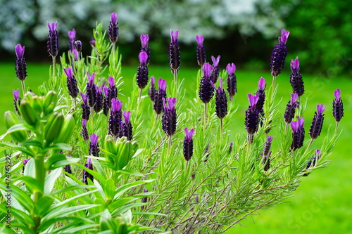 Fragrant purple French lavender flowers growing in the garden
