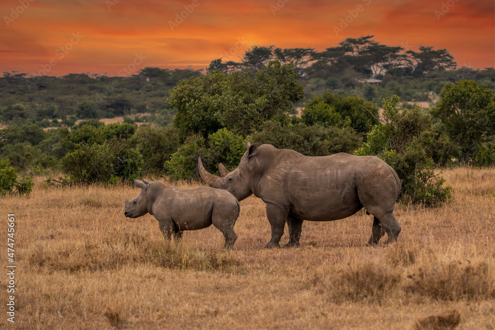 Fototapeta premium White Rhinoceros Ceratotherium simum Square-lipped Rhinoceros at Khama Rhino Sanctuary Kenya Africa.