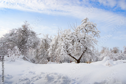 garden in snow