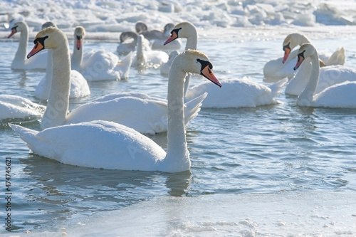swans