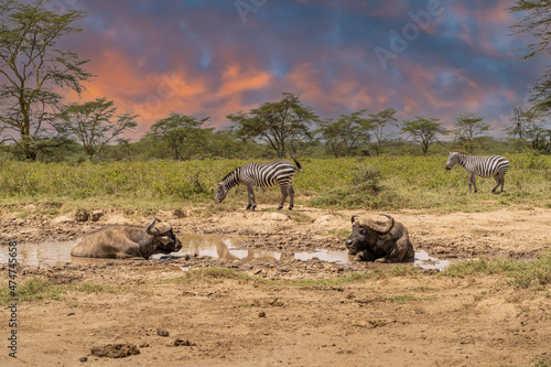 Fototapeta Naklejka Na Ścianę i Meble -  buffalo and zebra africa herds kenya masai mara.
