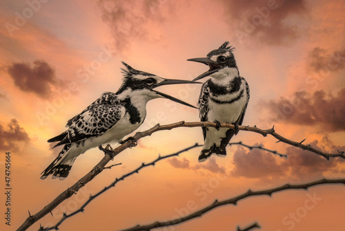 A Pied Kingfisher (Ceryle rudis) in Chobe National Park in Botswana photo