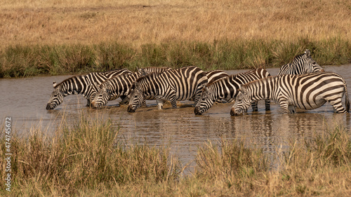 african plains zebra on the dry brown savannah grasslands browsing and grazing. focus is on the zebra with the background blurred  the animal is vigilant while it feeds