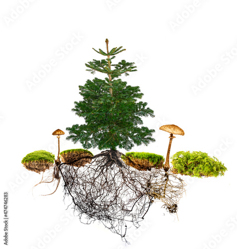 tree with roots and mushrooms - mycorrhiza