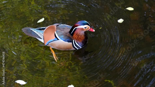 The mandarin duck (Aix galericulata) male swimming in shallow water of the lake and joining his female partner, perching ducks native to the East Palearctic, waterbird in the family: Anatidae. photo