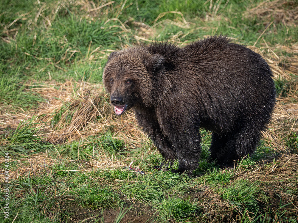 A young cub brown bear (Ursus arctos) stands in the grass beside the Brooks River in Katmai National Park, Alaska A young cub brown bear (Ursus arctos) stands in the grass beside the Brooks River in Katmai National Park, Alaska
