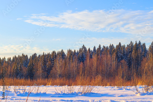 Winter landscape of dense coniferous forest, blue sky with white clouds and clean fresh snow on a sunny day outside the city. 