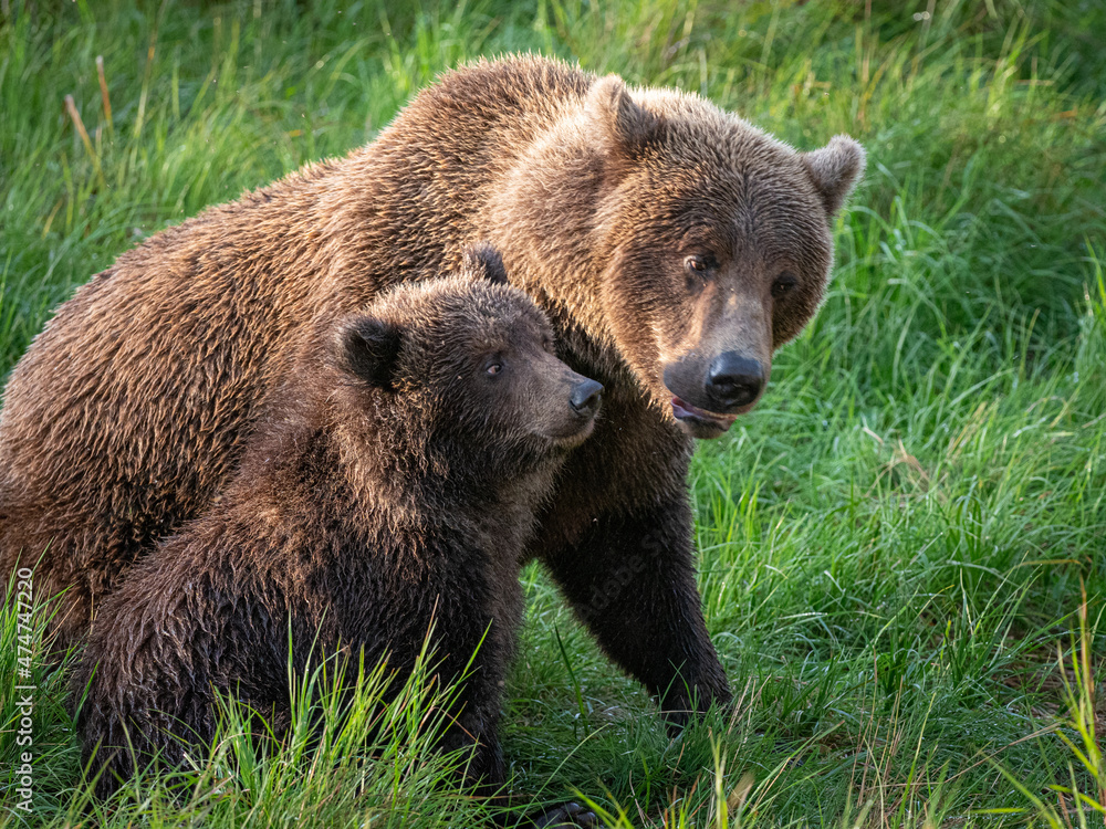 A mother brown bear (Ursus arctos) and her cub nuzzle one another near Brooks Falls in Katmai National Park, Alaska.