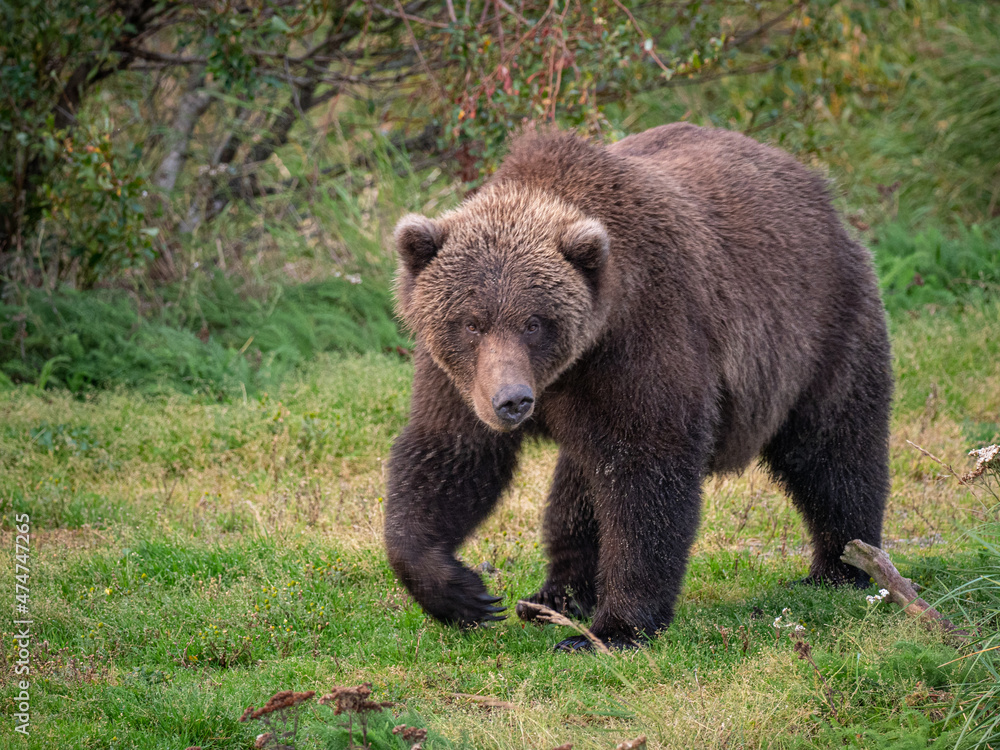 A fat brown bear (Ursus arctos) looks over the Brooks River near Brooks Falls in Katmai National Park, Alaska. A fat brown bear (Ursus arctos) looks over the Brooks River near Brooks Falls in Katmai National Park, Alaska.
