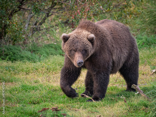 A fat brown bear (Ursus arctos) looks over the Brooks River near Brooks Falls in Katmai National Park, Alaska.