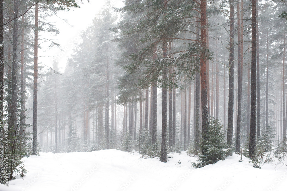 Fototapeta premium Forst winter road