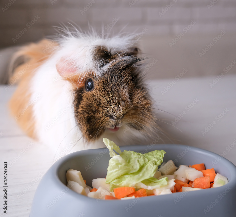 Cabbage guinea outlet pig