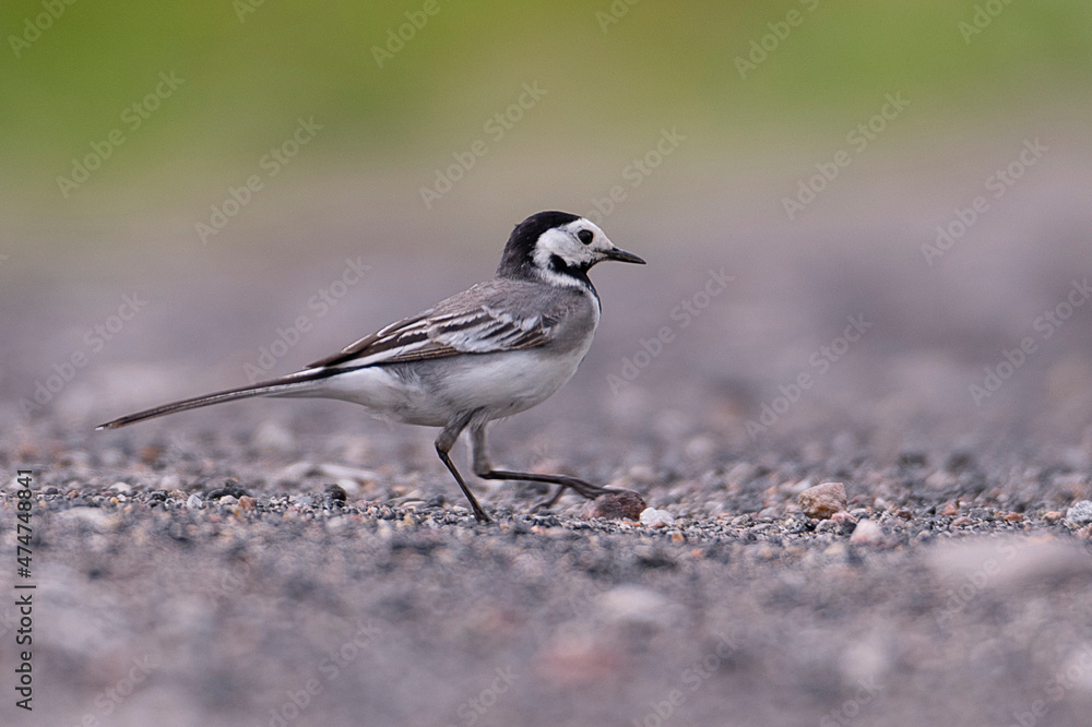 wagtail bird wagtail bird