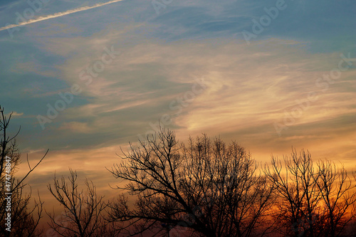 Black silhouettes of trees and pink clouds in the evening sky. Background image.
