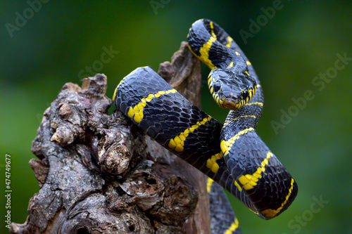 Gold-ringed cat snake on a branch ready to strike, Indonesia photo