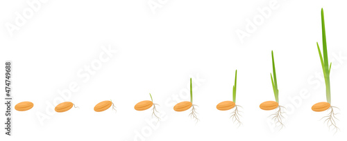 Cycle of growth of a wheat plant on a white background, organic vegan products concept, eco. Sprout grains of wheat, rye, corn, millet, barley,  oats. Seed grows to the plant. Vector illustration.