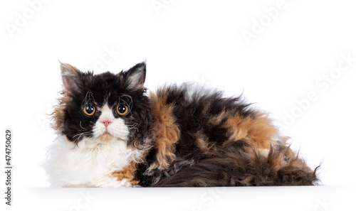 Fotografie Cute and excellent tortie Selkirk Rex cat, laying side ways